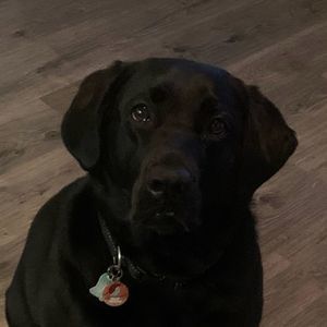 Meet your Posher, Dale